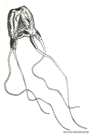 Drawing of Carybdea by Lona Piatigorsky