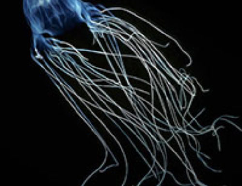 Sleepy Thoughts on Jellyfish: Fiction Turns Real
