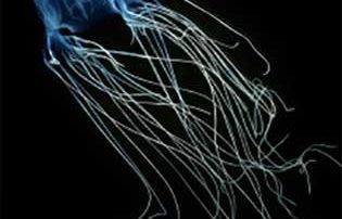 2015 Book Cover Jellyfish Have Eyes by Joram Piatigorsky