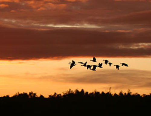 The Winning Side of Loss