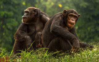 Photo of two older chimps