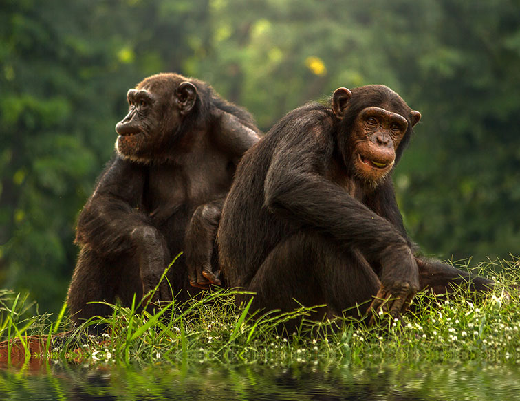 Photo of two older chimps