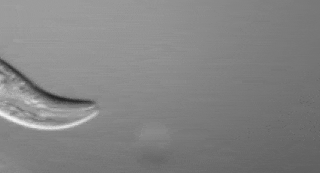 Bob Goldstein captured the C. elegans in action